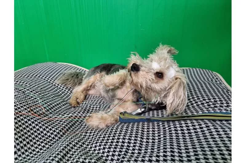 1702700858 585 شکل سر سگ‌ها می‌تواند بر مقدار خواب آنها اثرگذار باشد.webp