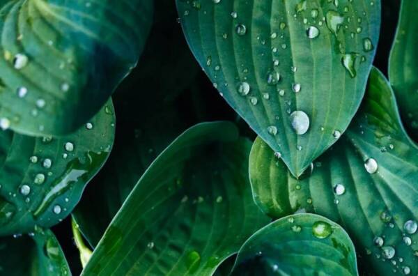گیاهان مصنوعی می توانند انرژی های باد و باران را مهار کنند