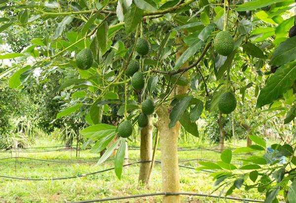 ضایعات درخت آووکادو در ساخت بسته‌بندی مواد غذایی به کار می‌رود