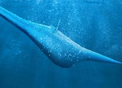 معرفی زیردریایی بدون خدمه Manta Ray متعلق به دارپا + ویدیو