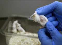 موش‌های دارای رژیم غذایی حاوی ویتامین D در برابر سرطان مقاومت بیشتری دارند