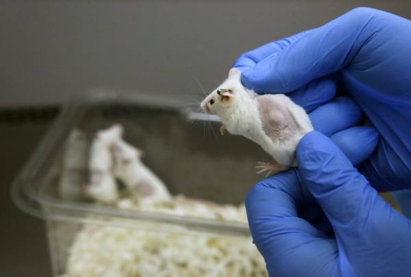 موش‌های دارای رژیم غذایی حاوی ویتامین D در برابر سرطان مقاومت بیشتری دارند