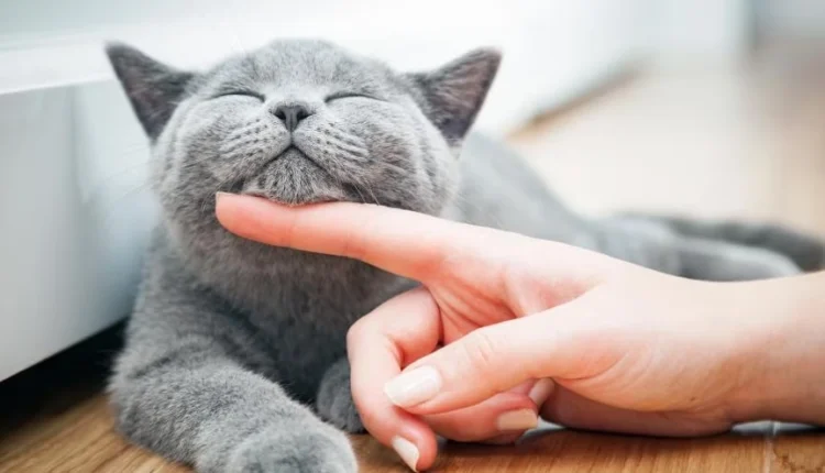 1722246523 346 کدام حیوان خانگی همدم مناسب‌تری برای تنهایی انسان است؟.webp