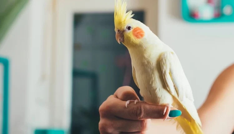 1722246523 585 کدام حیوان خانگی همدم مناسب‌تری برای تنهایی انسان است؟.webp