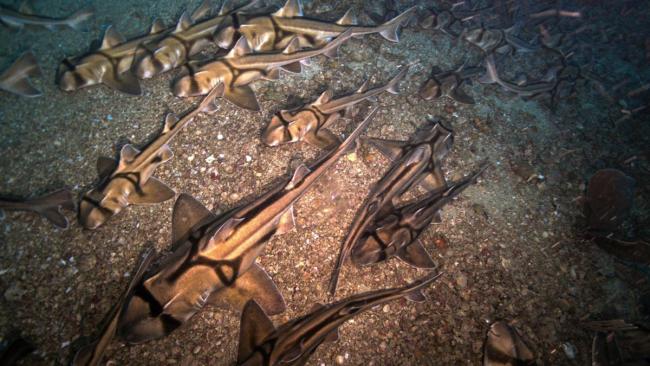 ربات زیردریایی گروهی از کوسه‌ها را در حال استراحت کشف کرد