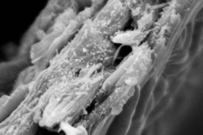 محققان چوب جدیدی با توانایی جذب بالای کربن کشف کردند