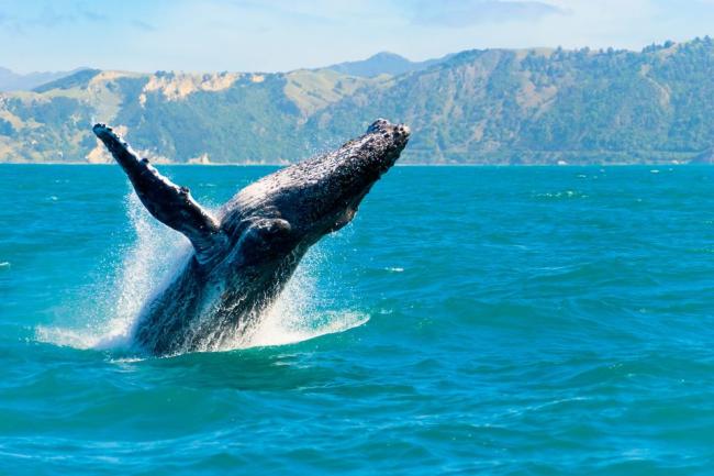 نهنگ‌های گوژپشت می‎‌توانند ابزار بسازند