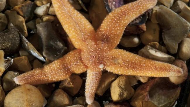 راز توانایی شگفت‌انگیز ستاره‌دریایی در جدا کردن بازو فاش شد