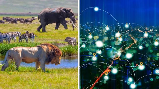 ردیابی حیوانات از فضا می‌تواند درک بهتری از رفتار حیوانات ایجاد کند