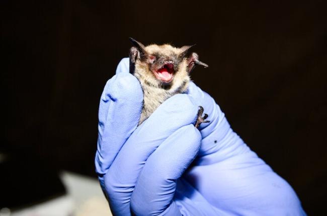 اقدامات پژوهشگران برای مقابله با بیماری مرگبار سندرم بینی سفید در خفاش‌ها