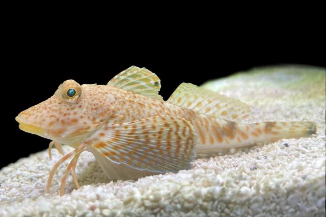 ماهی‌ای که با پاهایش طعم غذا را تشخیص می‌دهد