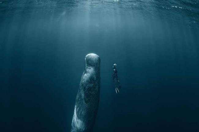 هوش مصنوعی راز صداهای مرموز گودال ماریانا در اقیانوس آرام را کشف کرد