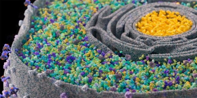 شناسایی دقیق پروتئین‌های جهش یافته برای درمان سرطان