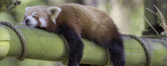 وقتی حیوانات هم به دنبال یک نوشیدنی خاص هستند