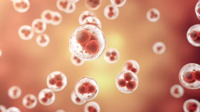 کشف ارتباط جدید بین پیری و آنتی‌بادی IgG