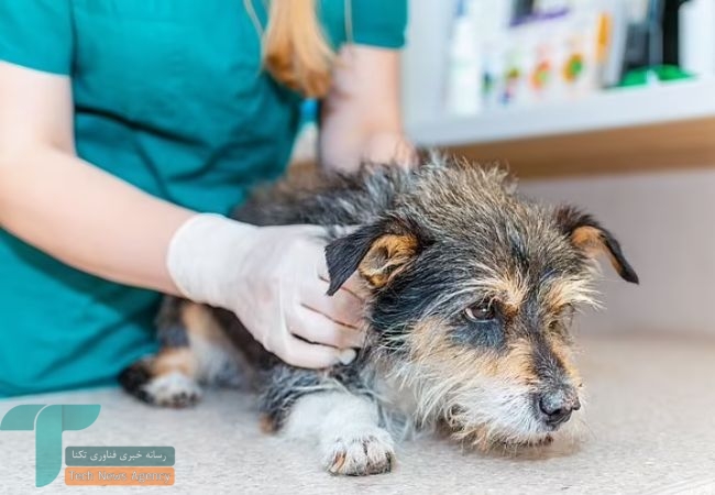 دامپزشکان سن دقیق پیری سگ‌ها را مشخص کردند