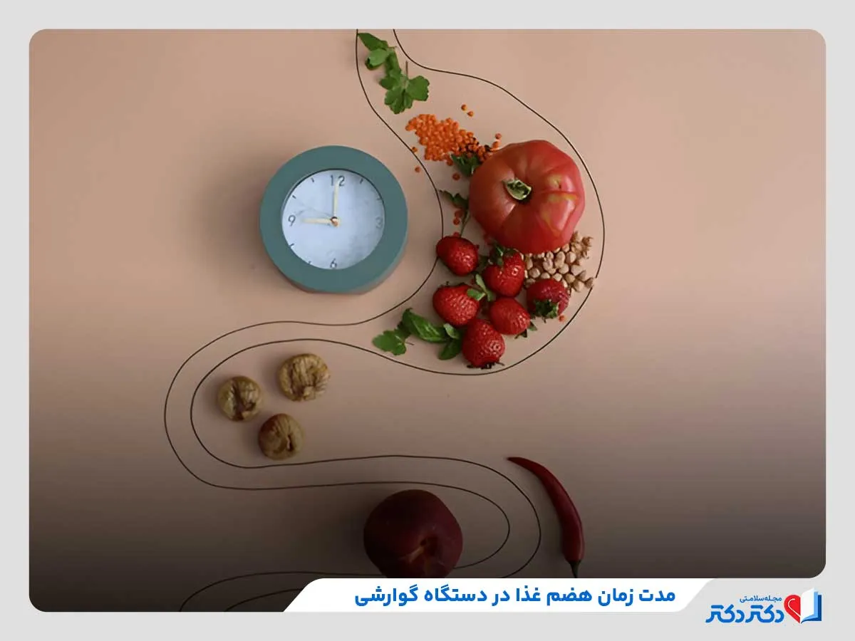 هضم غذا چطور صورت میگیرد؟ نکات طلایی برای هضم بهتر_رنگو 4 بررسی مدتزمان هضم مواد غذایی
