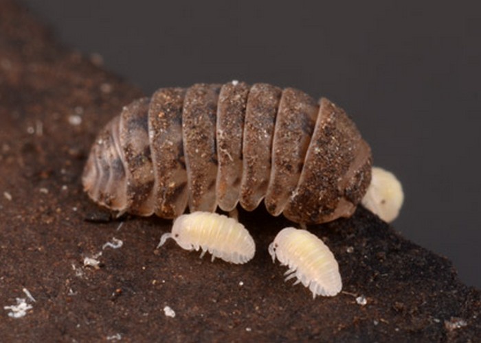 1745503413 661 تشخیص جای نیش حشرات گوناگون و نحوه درمان آن‌ها رنگو