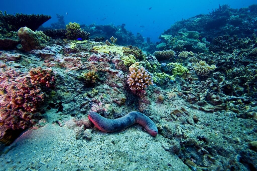 کف اقیانوس‌ها