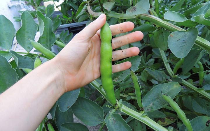 خواص باقلا و خواص باقلا پخته؛ ۶ خاصیت درمانی یکی از غنیترین منبع های فیبر_رنگو 23 خواص باقلا - هشدارها