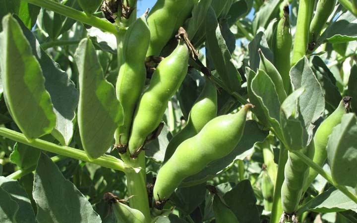 خواص باقلا و خواص باقلا پخته؛ ۶ خاصیت درمانی یکی از غنیترین منبع های فیبر_رنگو 26 خواص باقلا - گیاه باقلا