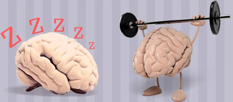 1747915504 567 انواع تیپ مغزی و تأثیر آن بر شخصیت ‌ تیپ.webp