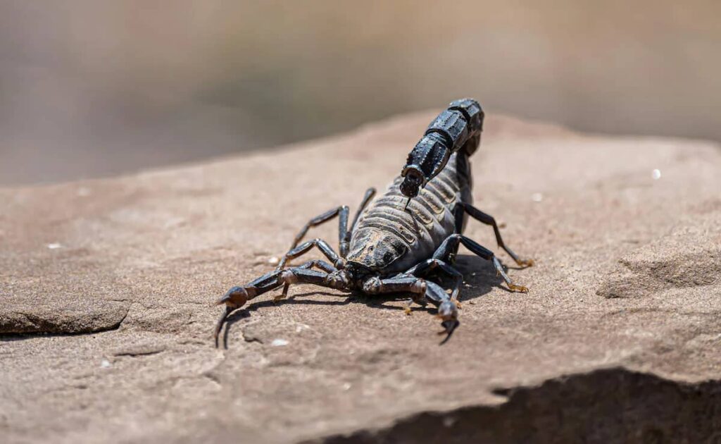 کشف مولکولی در زهر عقرب آمازونی با قابلیت نابودسازی سرطان پستان