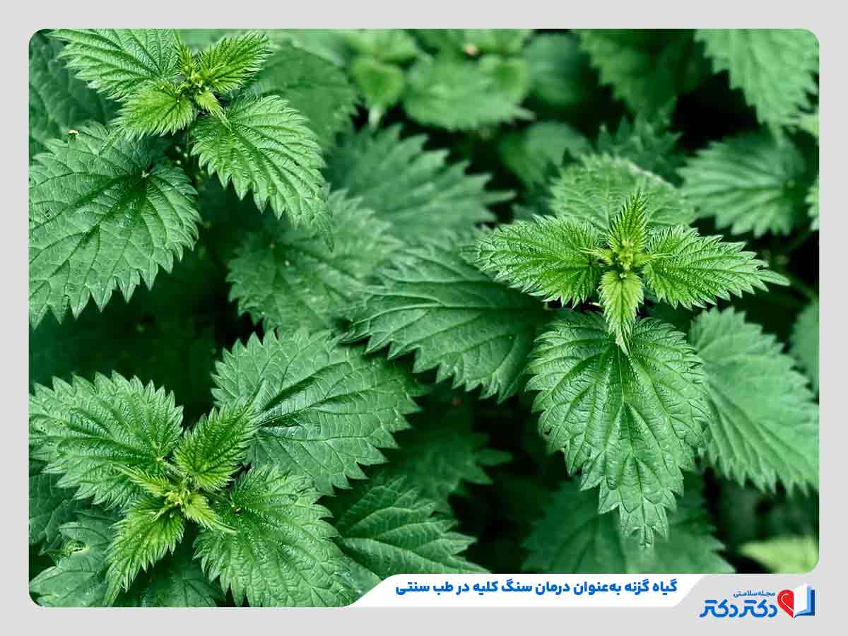 مصرف دمنوش گزنه به‌عنوان یکی از روش‌های درمان سنگ کلیه با طب سنتی