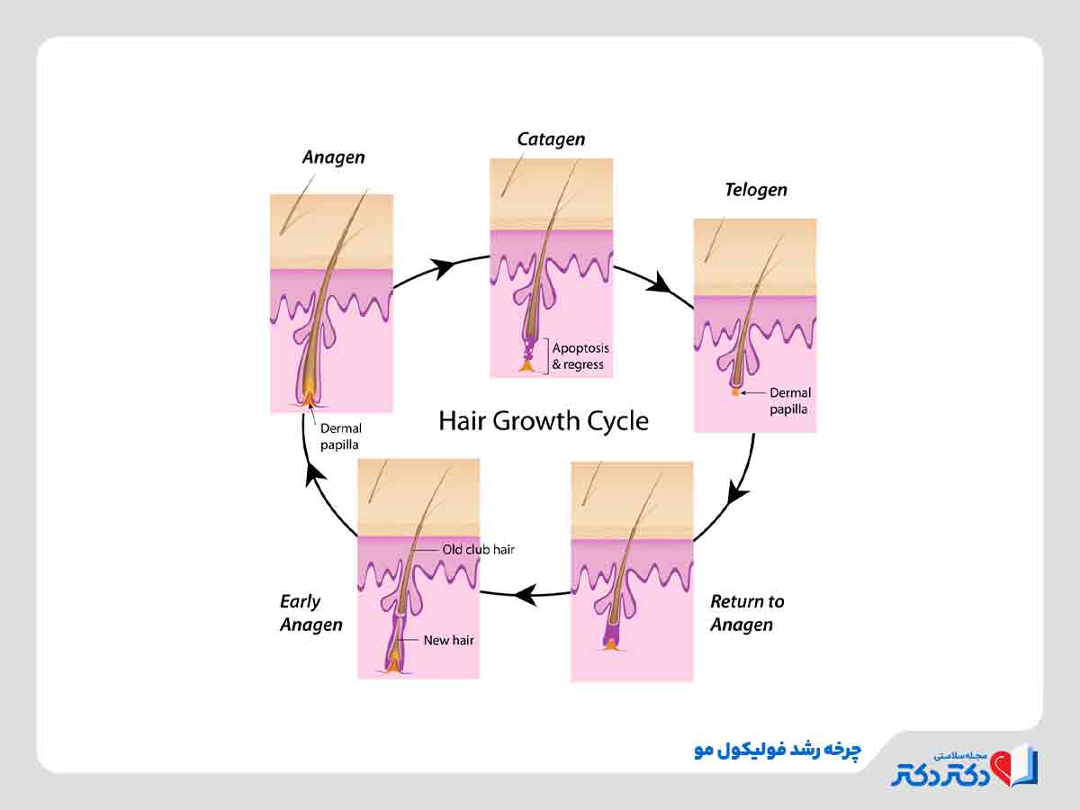 مراحل چرخه رشد فولیکول مو 