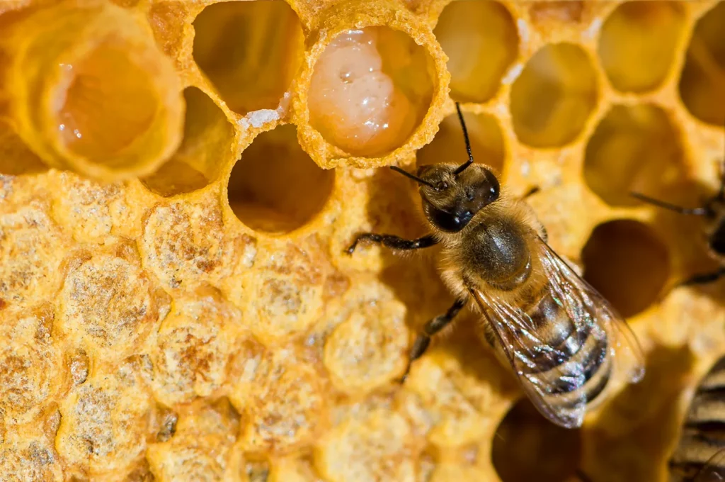 ژل رویال از محصولات محبوب زنبور است