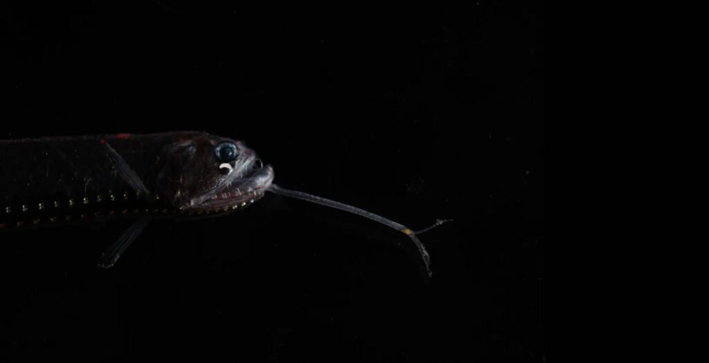 1756783620 281 9 عکس شگفت‌انگیز از دنیای درخشان و مرموز اعماق اقیانوس رنگو