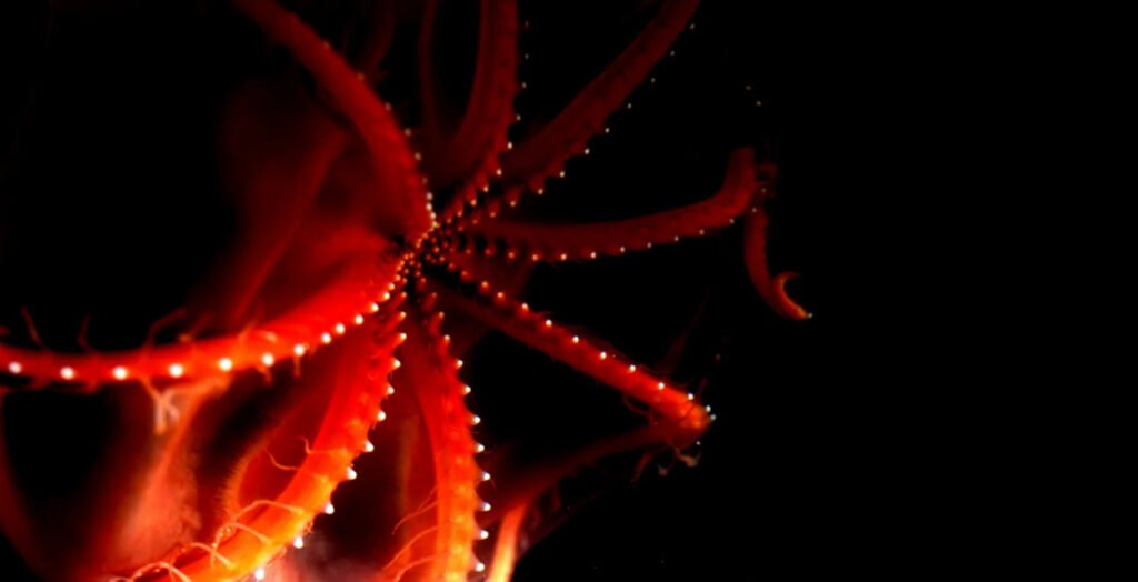 1756783620 732 9 عکس شگفت‌انگیز از دنیای درخشان و مرموز اعماق اقیانوس رنگو