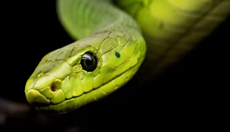 تعبیر خواب مار؛ تعبیر دیدن خواب انواع مار_رنگو 14 1758637305 226 تعبیر خواب مار؛ تعبیر دیدن خواب انواع مار رنگو.webp