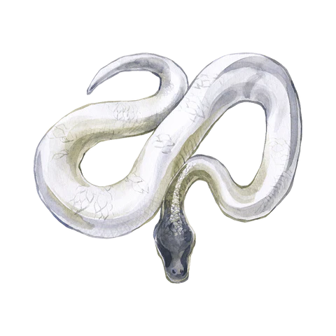 تعبیر خواب مار؛ تعبیر دیدن خواب انواع مار_رنگو 16 1758637306 382 تعبیر خواب مار؛ تعبیر دیدن خواب انواع مار رنگو.webp