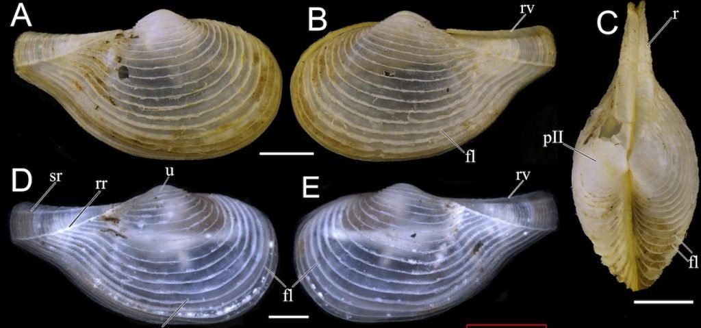کشف گونه دریایی جدید