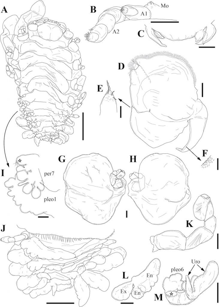 کشف گونه دریایی جدید