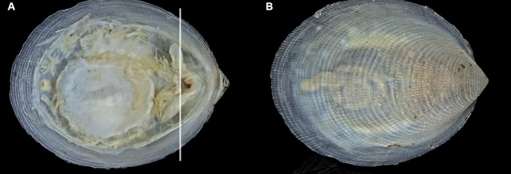 کشف گونه دریایی جدید